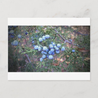 Cedar Berries Postcard
