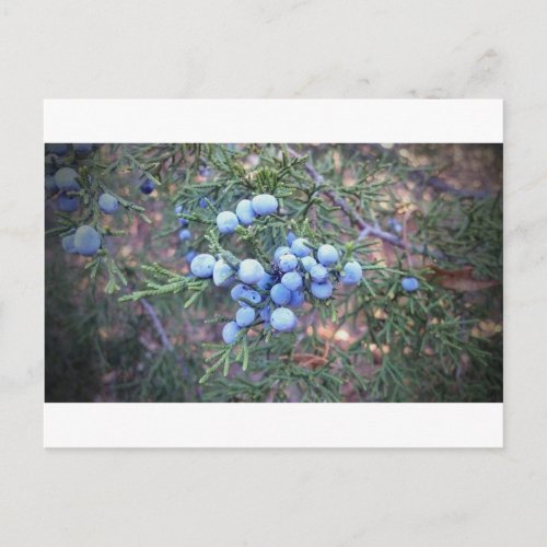 Cedar Berries Postcard