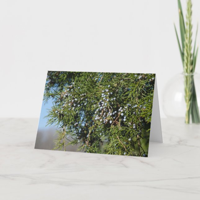 Cedar Berry Christmas Holiday Card (Front)