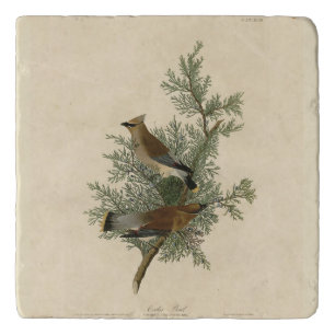 Cedar Bird, Cedar Waxwing Audubon Birds of America Trivet