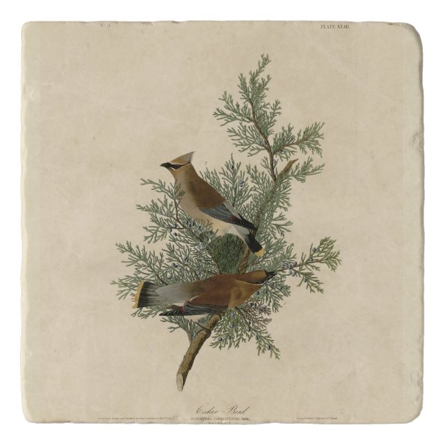 Cedar Bird, Cedar Waxwing Audubon Birds of America Trivet (Front)
