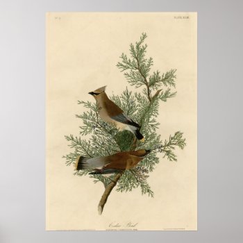 Cedar Bird Poster by birdpictures at Zazzle