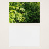 Cedar Hedge (Front & Back)