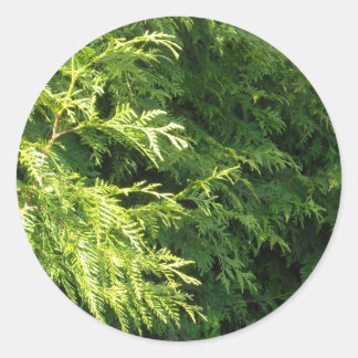 Cedar Hedge Classic Round Sticker