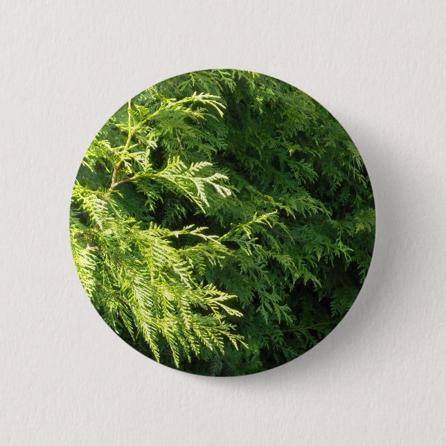 Cedar Hedge Pinback Button (Front)