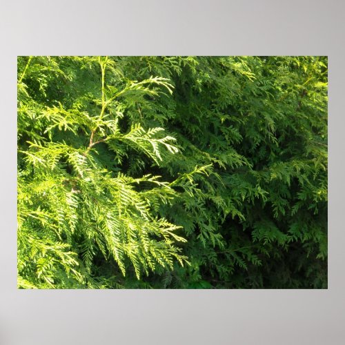 Cedar Hedge Poster