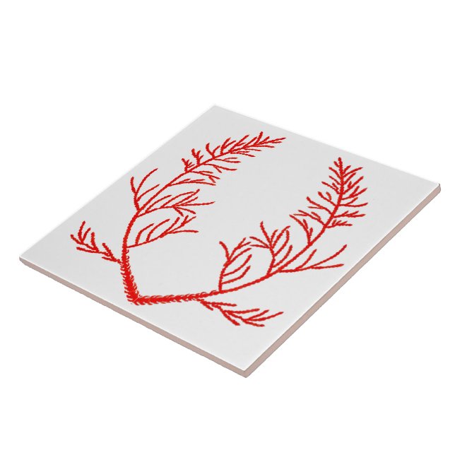 Cedar Leaves on a White Ceramic Tile (Side)
