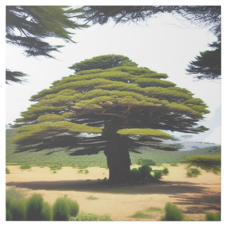 Cedar Of Lebanon Gallery Wrap