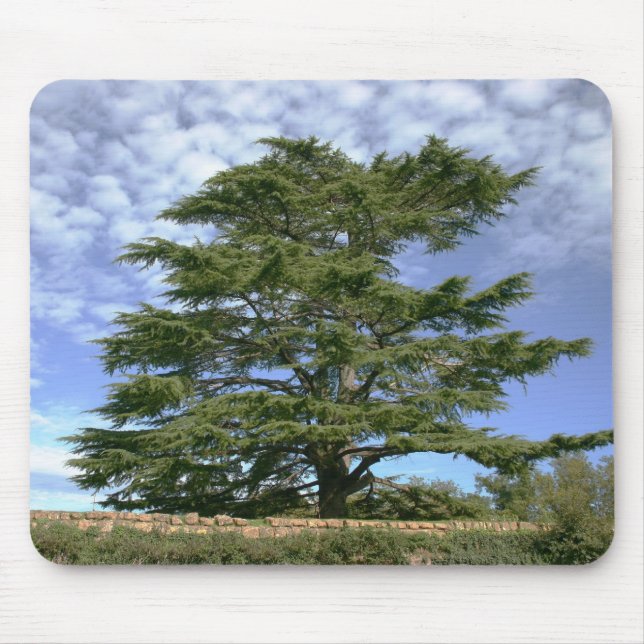 Cedar of Lebanon Mouse Pad (Front)