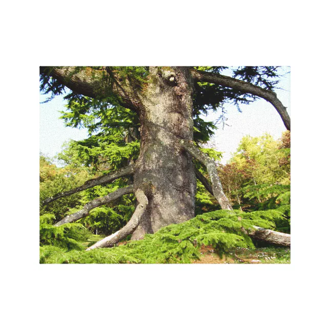 CedarofLebanon Tree Canvas Print Zazzle