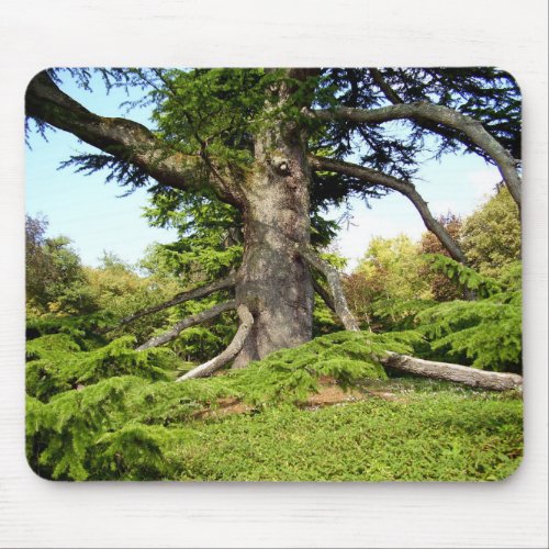 Cedar_of_Lebanon Tree Moue Mat Mouse Pad