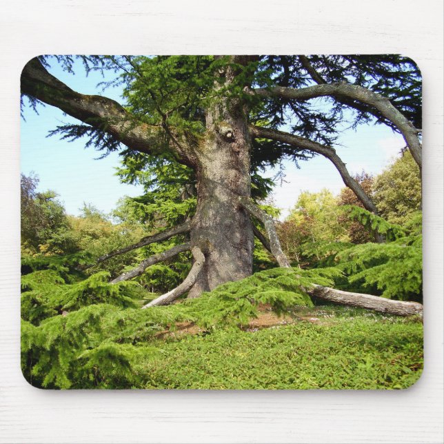 Cedar-of-Lebanon Tree Moue Mat Mouse Pad (Front)