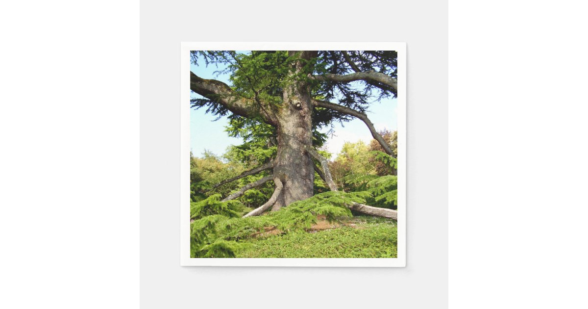 CedarofLebanon Tree Paper Napkins Zazzle