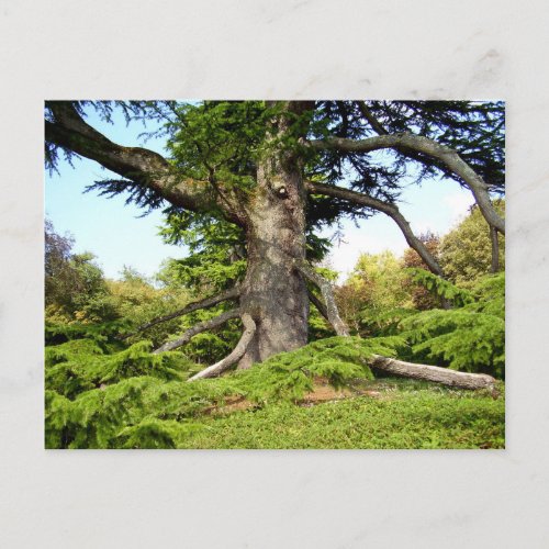 Cedar_of_Lebanon Tree Postcard