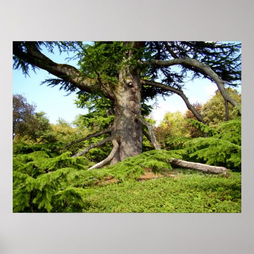 Cedar_of_Lebanon Tree Poster