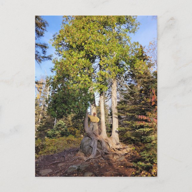 Cedar Throne Tettegouche Minnesota Postcard (Front)