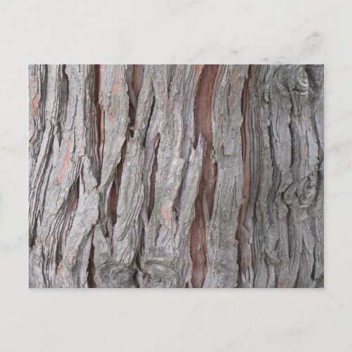 Cedar tree bark texture postcard