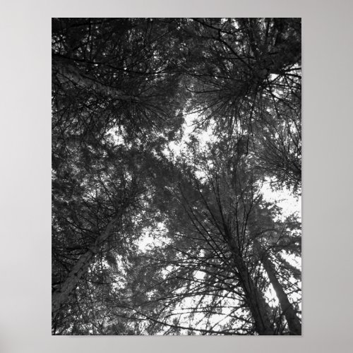 Cedar Tree Black and White Nature Forest Poster