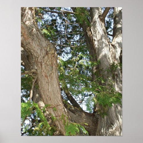 Cedar Tree Trunks and Limbs Poster