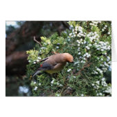 Cedar Tree & Waxwing (Front Horizontal)