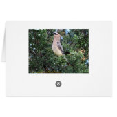Cedar Tree & Waxwing Cards (Back Horizontal)