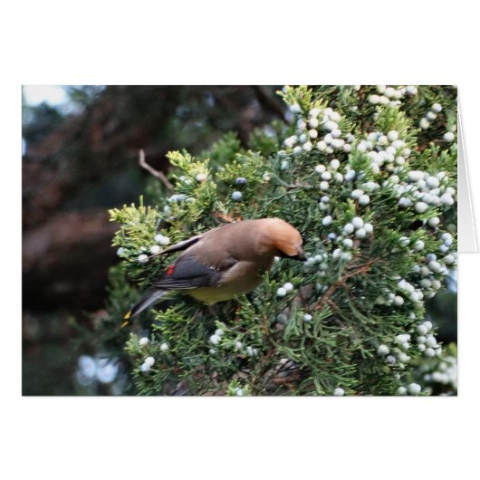Cedar Tree & Waxwing Cards (Front Horizontal)