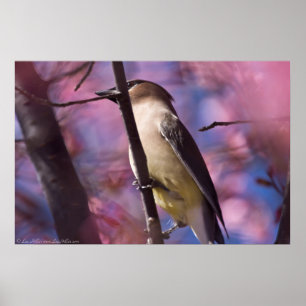 Cedar Waxing in the Cherry Blossoms Posters