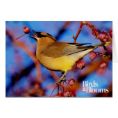 Cedar Waxwing (Front Horizontal)