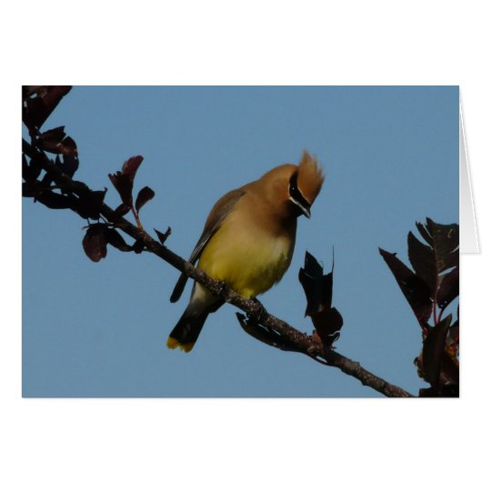 Cedar Waxwing 2 Cards (Front Horizontal)