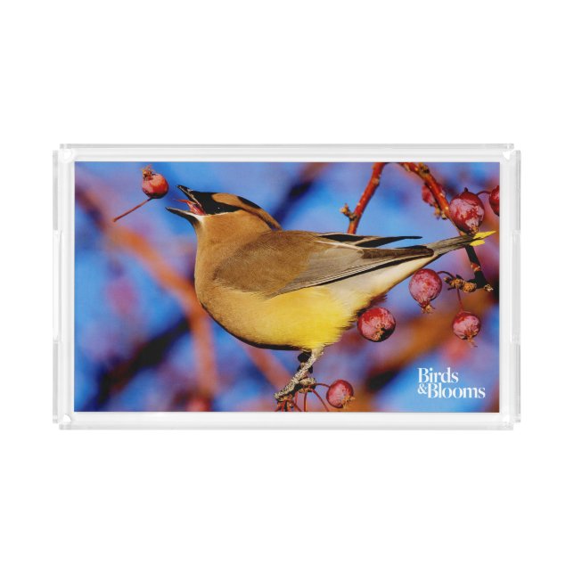 Cedar Waxwing Acrylic Tray (Front)