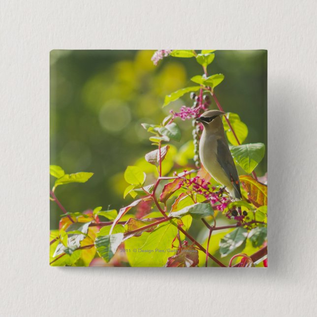 Cedar Waxwing  And Poke Berries On A Tree Button (Front)