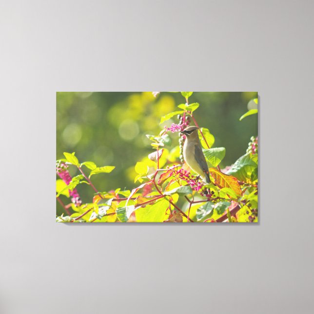 Cedar Waxwing  And Poke Berries On A Tree Canvas Print (Front)