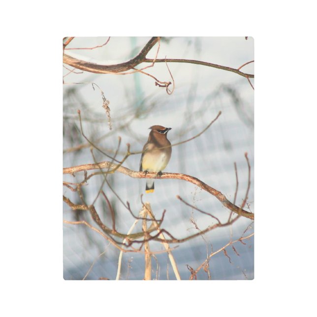 Cedar Waxwing Bird In Winter  Metal Print (Front)