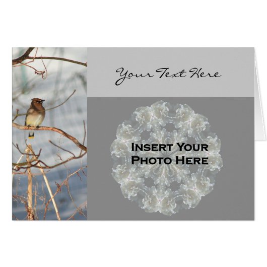 Cedar Waxwing Bird In Winter Photo Card (Front Horizontal)