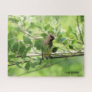 Cedar Waxwing, bird lover's Jigsaw Puzzle
