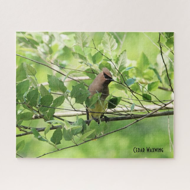 Cedar Waxwing, bird lover's  Jigsaw Puzzle (Horizontal)