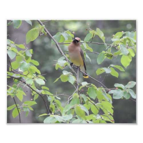 Cedar Waxwing Bird Photo