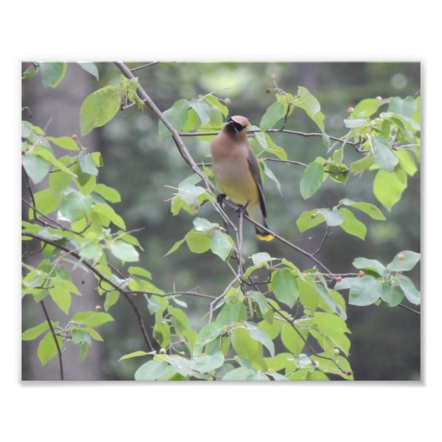 Cedar Waxwing Bird Photo (Front)