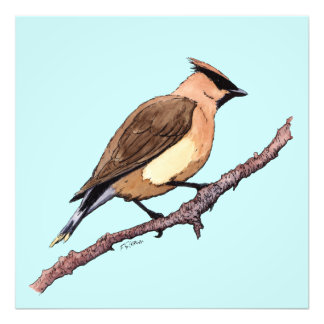 cedar waxwing bird photo print