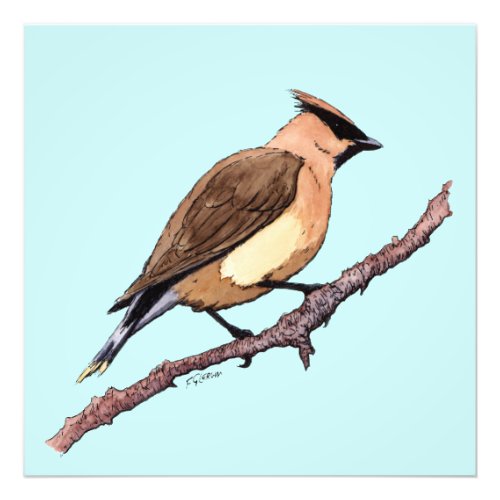 cedar waxwing bird photo print