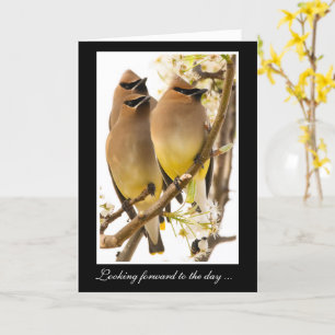 Cedar Waxwing Birds Get Well Card