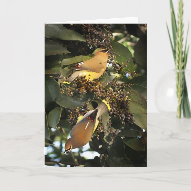 Cedar Waxwing Birds Greeting Card (Front)