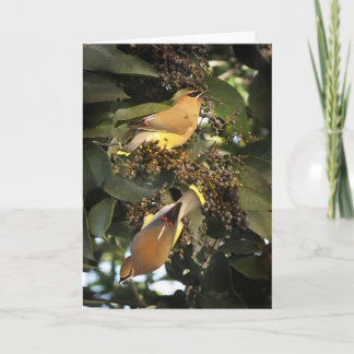 Cedar Waxwing Birds Greeting Card