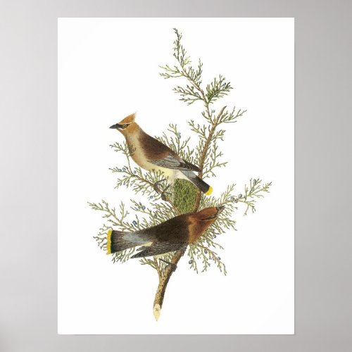 Cedar Waxwing by Audubon Poster