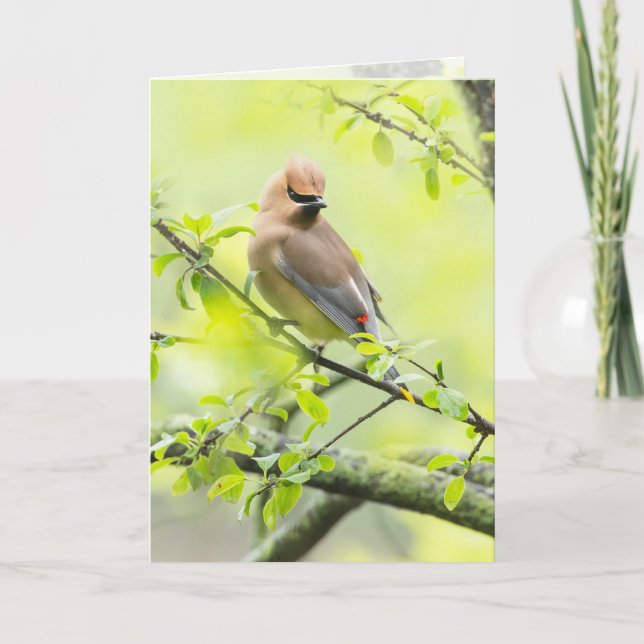 Cedar Waxwing Card (Front)