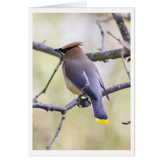 Cedar Waxwing Cards (Front)