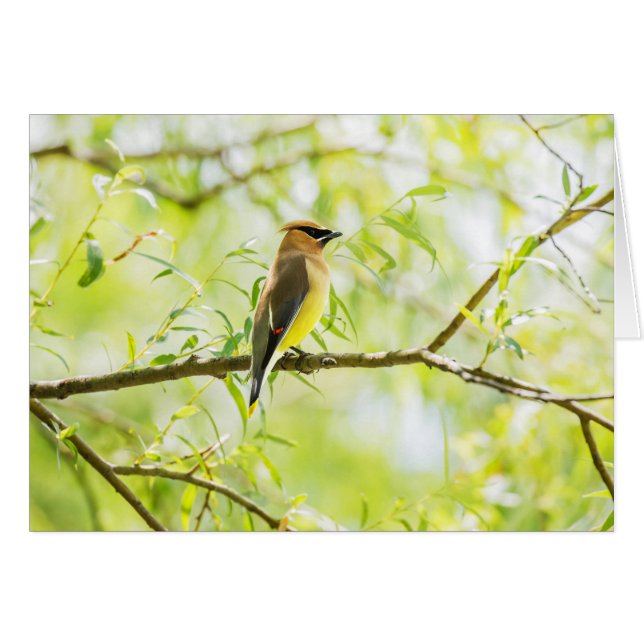 Cedar Waxwing Cards (Front Horizontal)