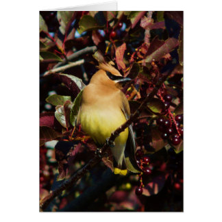 Cedar Waxwing Cards