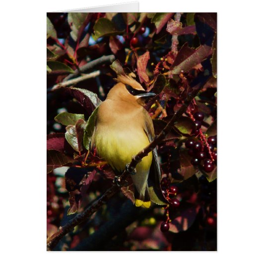 Cedar Waxwing Cards (Front)