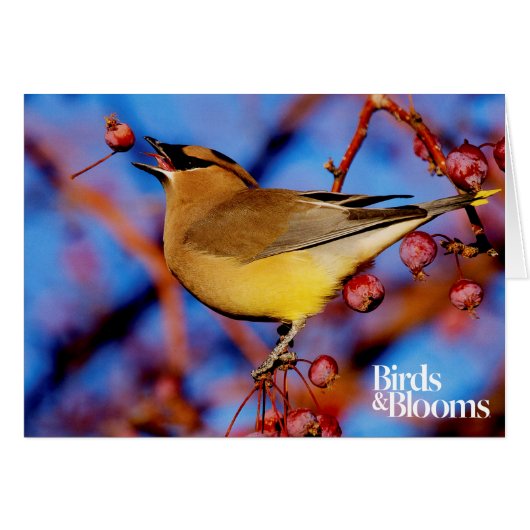 Cedar Waxwing Cards (Front Horizontal)